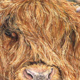 Highland Cow