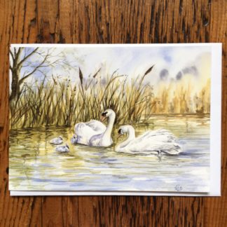 Swans & Cygnets