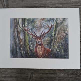 Exmoor Stag - "I See You"