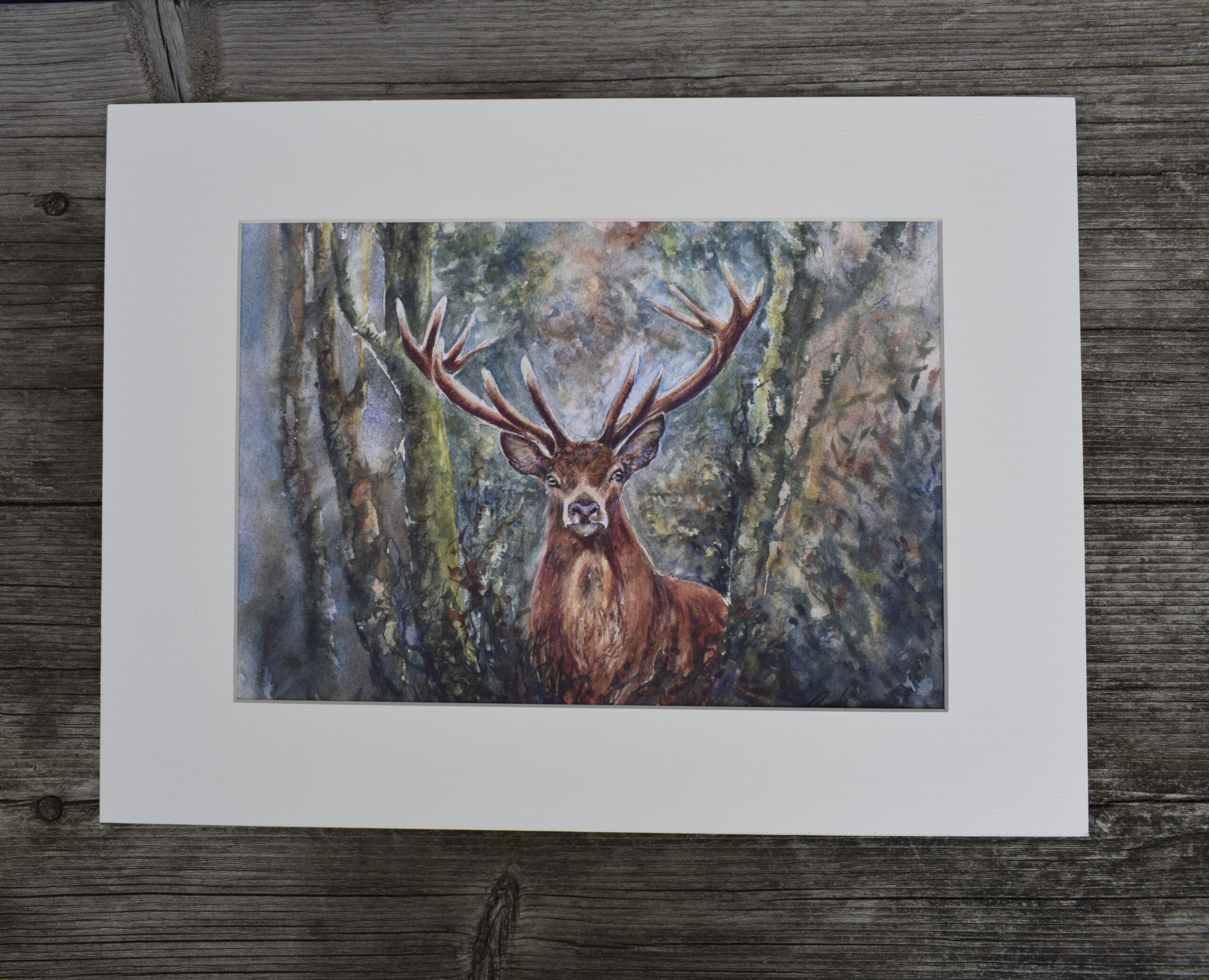 Exmoor Stag - "I See You"